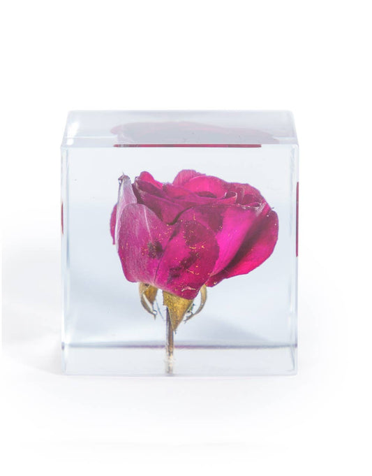Square Acrylic Glass Real Rose Paperweight with Gift Box